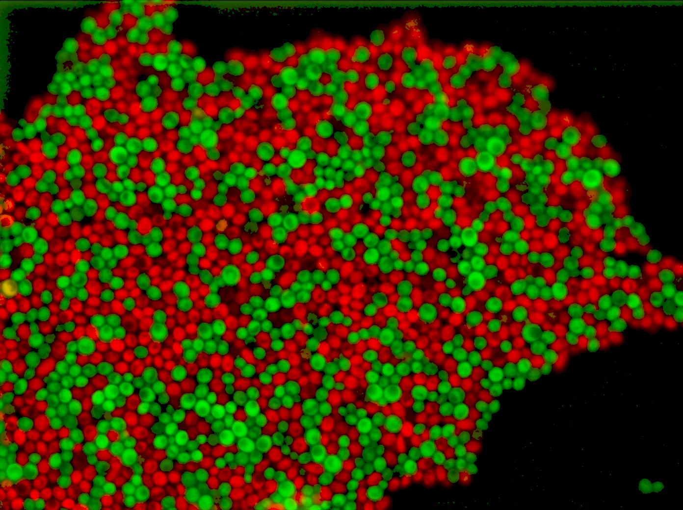 Green and red dots, cells on a black background